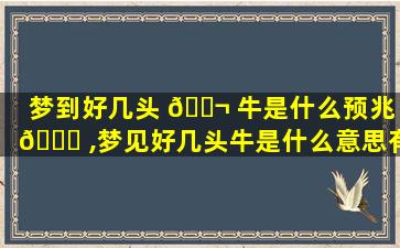 梦到好几头 🐬 牛是什么预兆 🐛 ,梦见好几头牛是什么意思有什么预兆